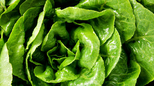 Sačuvajte svežinu i hrskavost zelene salate