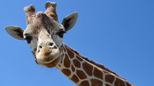 Zašto žirafa ima dugačak vrat?
