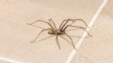 Smetaju li vam paukovi u kući? Ovo je jednostavno i prirodno rešenje da ih se otarasite