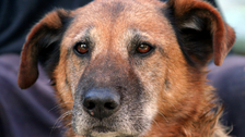Preminuo najstariji pas na svetu: Evo koliko godina je imao