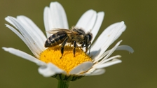 Zanimljivosti o pčelama: Zašto one bodu samo jednom?
