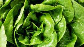 Sačuvajte svežinu i hrskavost zelene salate