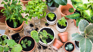 Prirodni sastojci koji mogu da pomognu da vaše biljke brže rastu