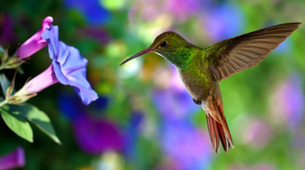 Spasila kolibrija od smrti
