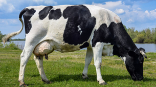 Knickers je najveća krava na svetu