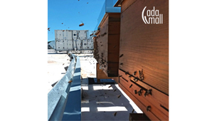 Ada Mall postavio košnice za medne pčele na svom krovu