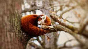 Predivne životinje na ivici opstanka: Evo šta bi sve trebalo da znate o crvenim pandama