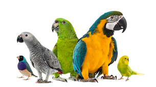 Raspevani papagaj idealno društvo