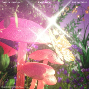 Calvin Harris Ft The Weeknd