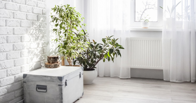 Koje biljke mogu da nam pomognu u hlađenju prostorija bez ventilatora ili klima-uređaja?