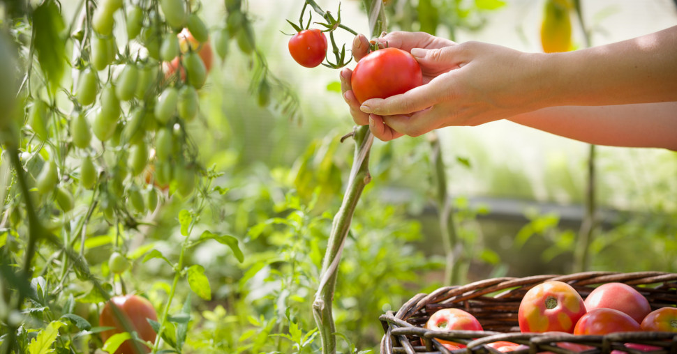Od semena do ploda: Kako raste savršen paradajz?