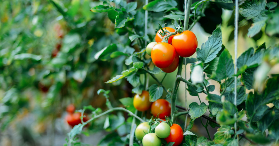 Sedam grešaka pri sadnji paradajza koje mogu da unište vaš rod