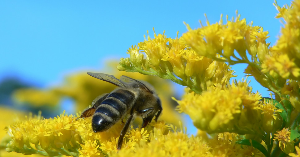 Pčele koje čitaju: Naučnici otkrivaju da mogu da prepoznaju Morzeov kod
