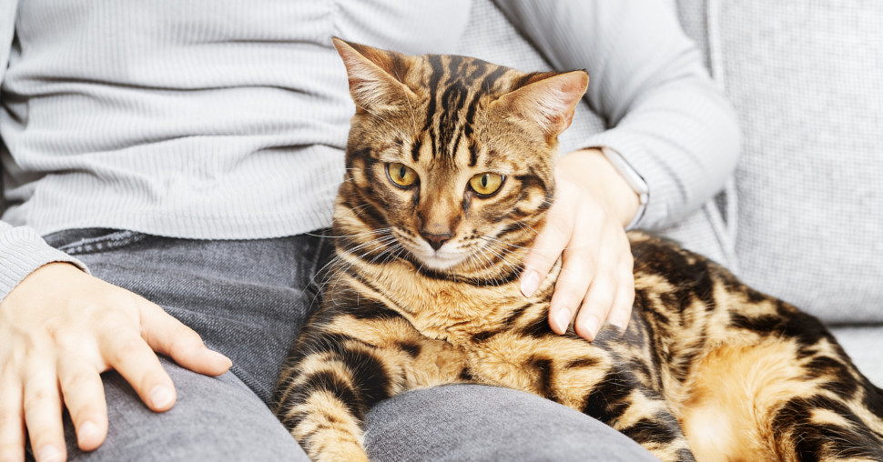 Kako divlje mačke prepoznaju vaš glas? Nauka donosi iznenađenje