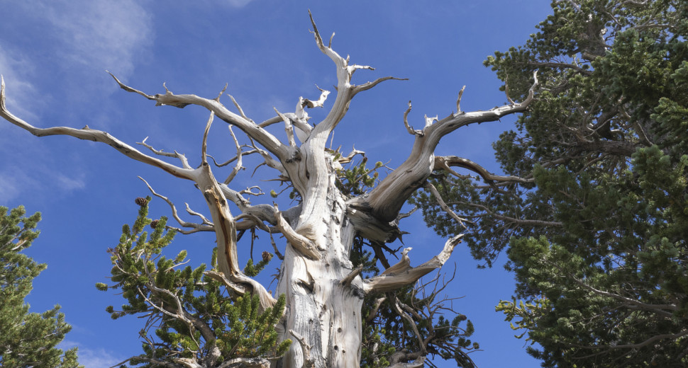 Koje je najstarije drvo na svetu?