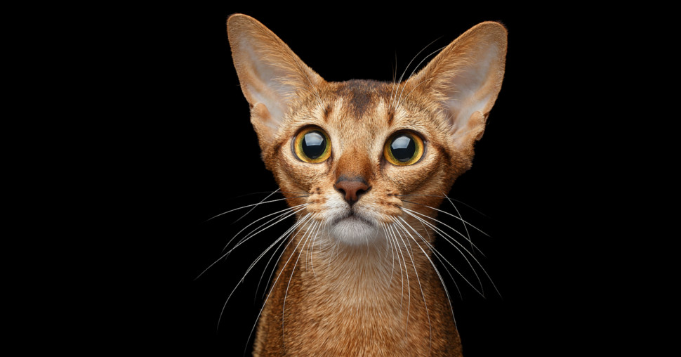 Darlen Fleur Dalmore Black osvojio titulu Najbolja mačka sveta 2025