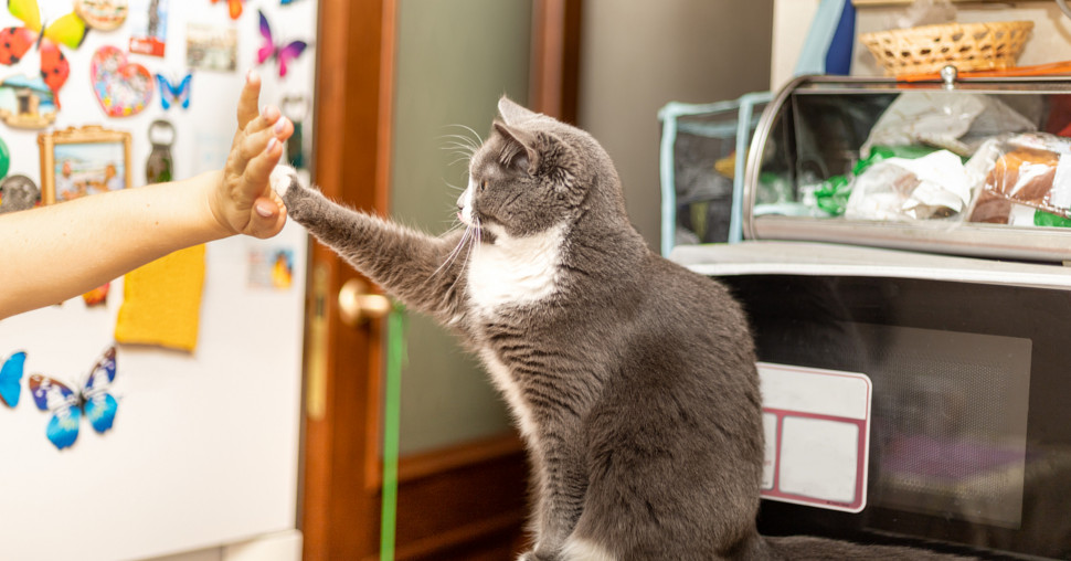 Jednostavan test otkriva da li je vaš ljubimac levoruk ili desnoruk