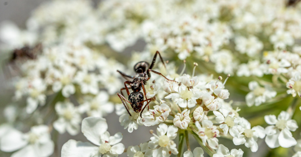 Najdugovečniji insekt na svetu: Može da živi skoro 50 godina