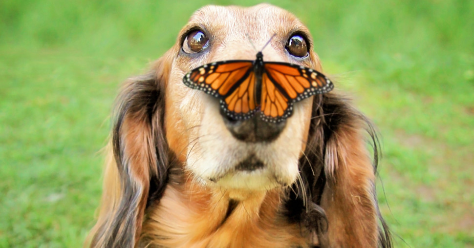 17 neverovatnih činjenica o životinjama koje zvuče kao da su iz crtanog filma