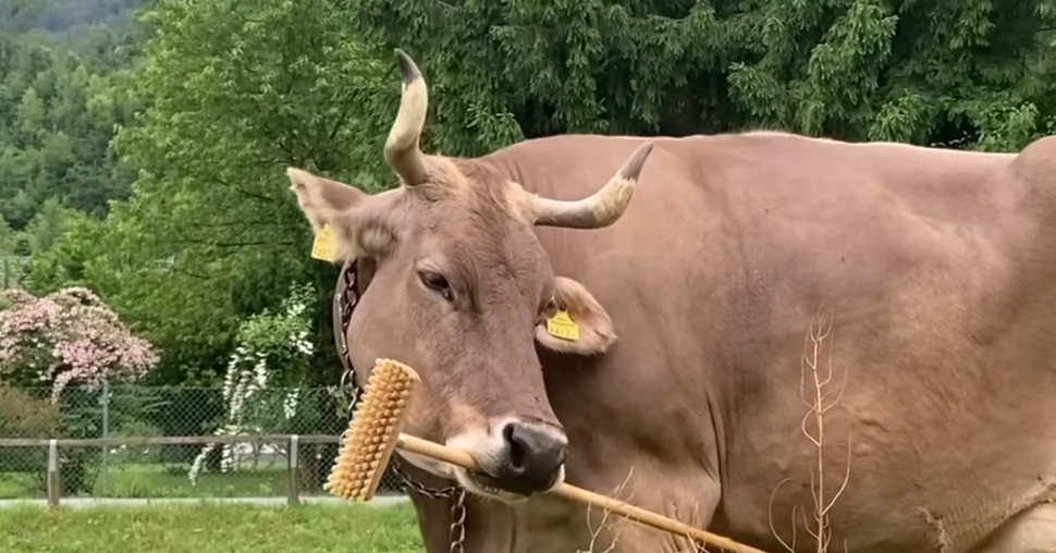 Veronika: Priča o kravi koja je iznenadila naučnike