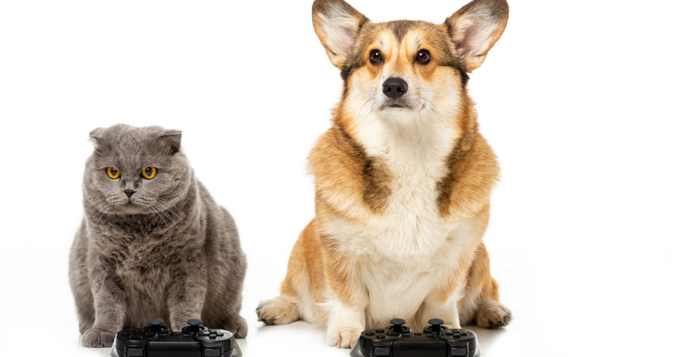 Mogu li životinje da igraju video igre?