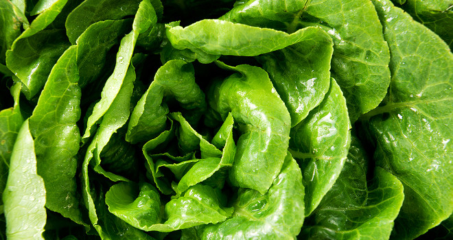 Sačuvajte svežinu i hrskavost zelene salate