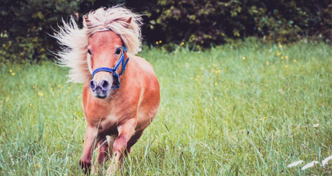 U njihovoj reklami i poni pleše