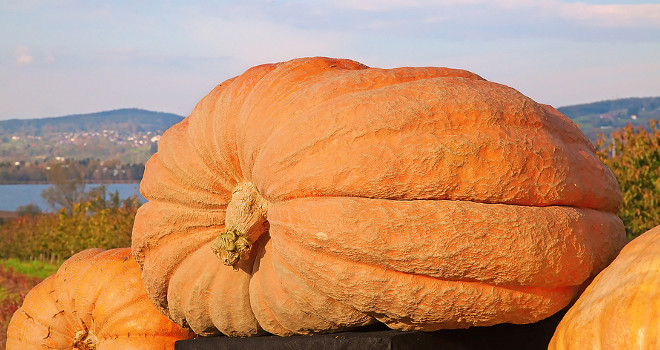 Amerikanac uzgajio bundevu težu od 1.120 kilograma