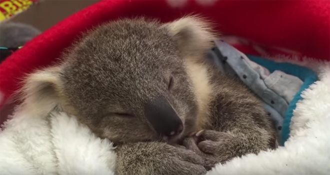 Ova koala osvojiće vas na prvi pogled