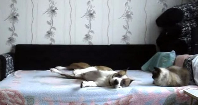 Kako se oni ponašaju kada su sami?