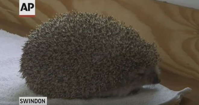 Upoznajte ježa koji mora da dijetu
