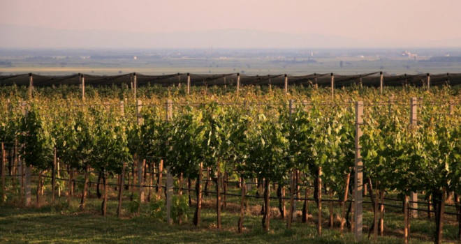 Kapija uspeha za Vinariju Deurić