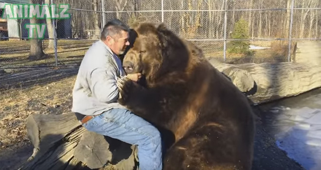 Umiljatiji od mačke: Medved od 700 kg obožava da se mazi