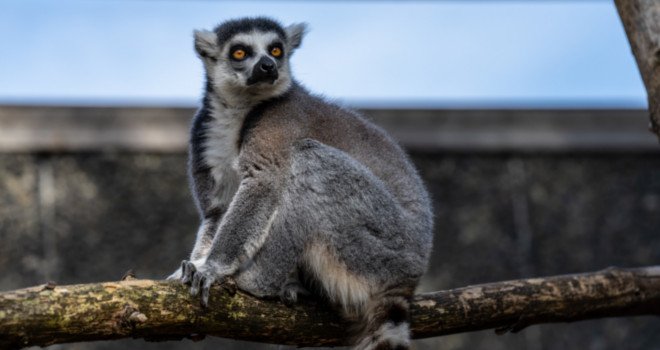 Nagrada 2100 dolara za nestalog lemura