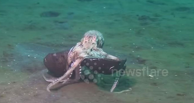 Kako do kućiće?