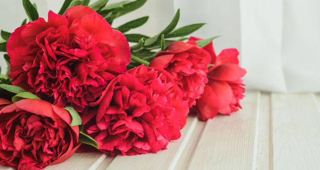 Karanfile prijateljima, ruže partnerkama