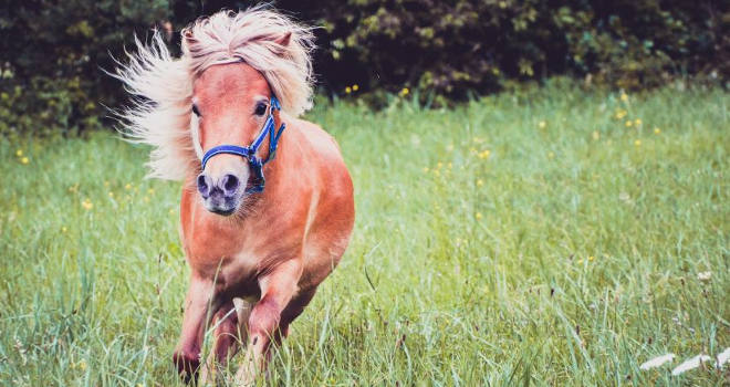 Početak sezone trka na hipodromu