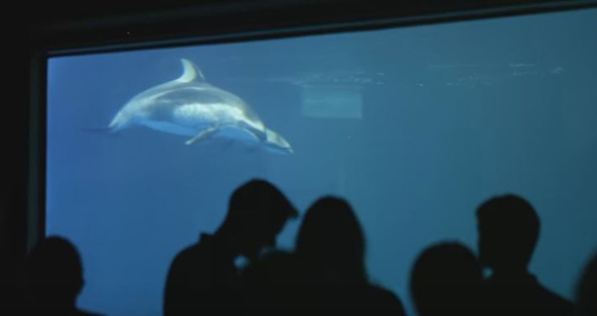 Predivan prizior: Mama i beba delfin