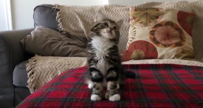 U ritmu muzike za ples (VIDEO)