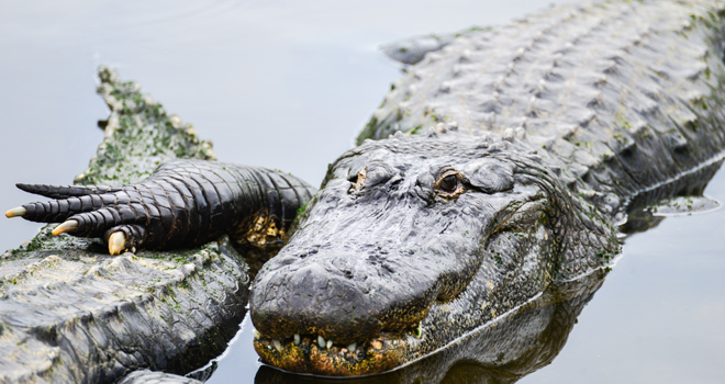 Australija: Uhvaćen krokodil težak 600 kilograma