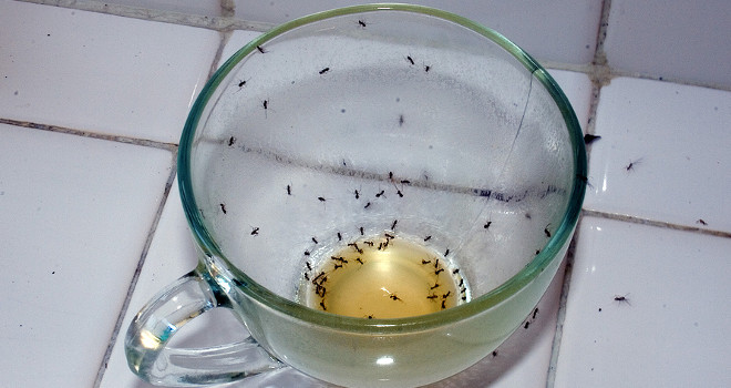 Sezona mrava: Evo kako da ih se rešite