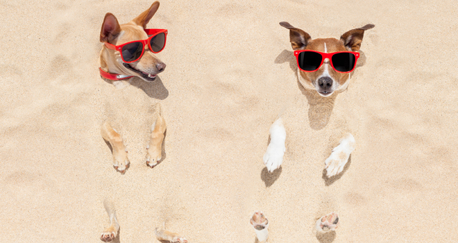 Who let the dogs out?!