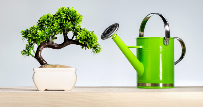 Bonsai u vašem domu
