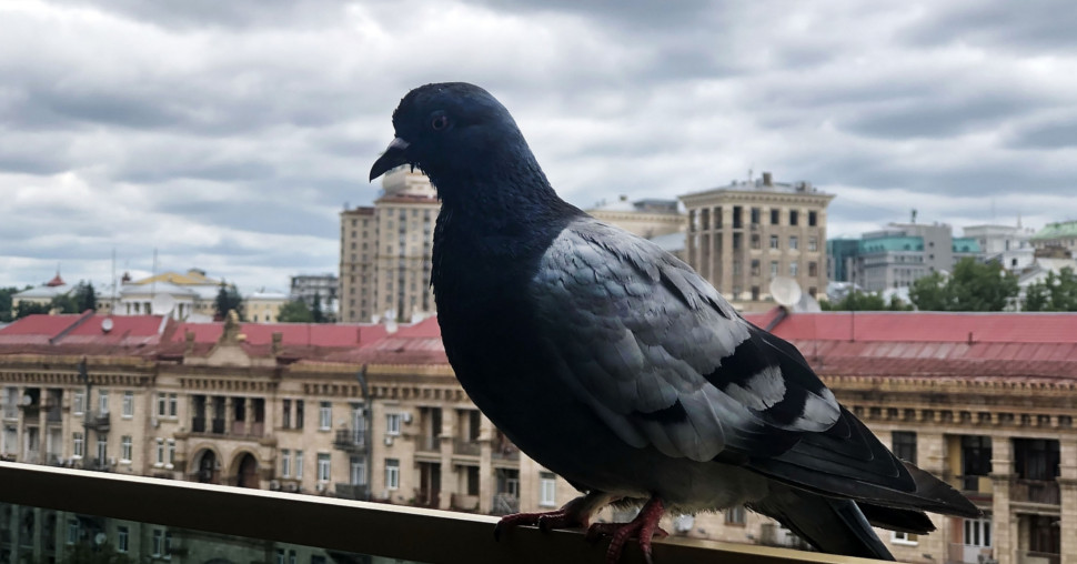 Golubovi vam opsedaju balkon? Ovo su biljke koje ih prirodno odbijaju