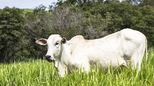 Krava koja je prodata za 4,8 miliona dolara: Evo zašto je toliko posebna