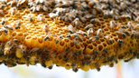 Svetski dan pčela