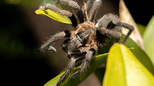 Otkrivena neobična vrsta tarantule električno plave boje
