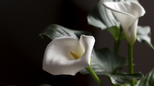 Cvetni bonton: Svako cveće nosi određenu poruku