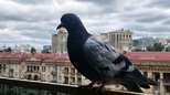 Golubovi vam opsedaju balkon? Ovo su biljke koje ih prirodno odbijaju
