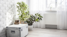 Koje biljke mogu da nam pomognu u hlađenju prostorija bez ventilatora ili klima-uređaja?